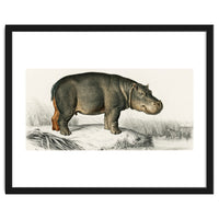 Hippopotamus illustrated
