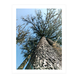 Ataraxia - Tree Series 1 (Print Only) thumbnail