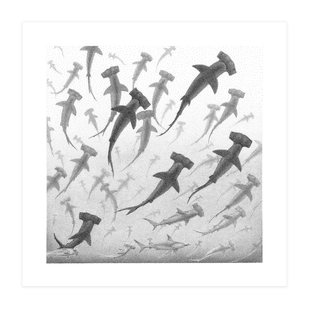 Schooling Hammerheads (Print Only)