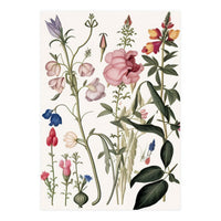 Flowers Botanical Vintage Illustration (Print Only)