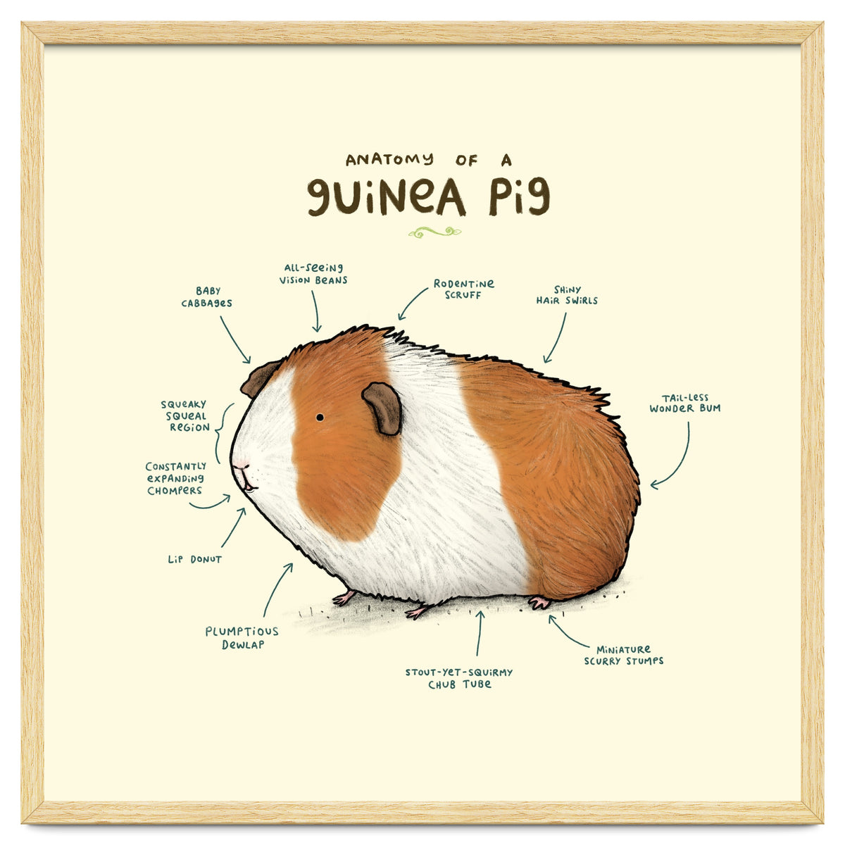 Anatomy Of A Guniea Pig