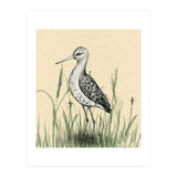 Black-tailed godwit in the grass (Print Only) thumbnail