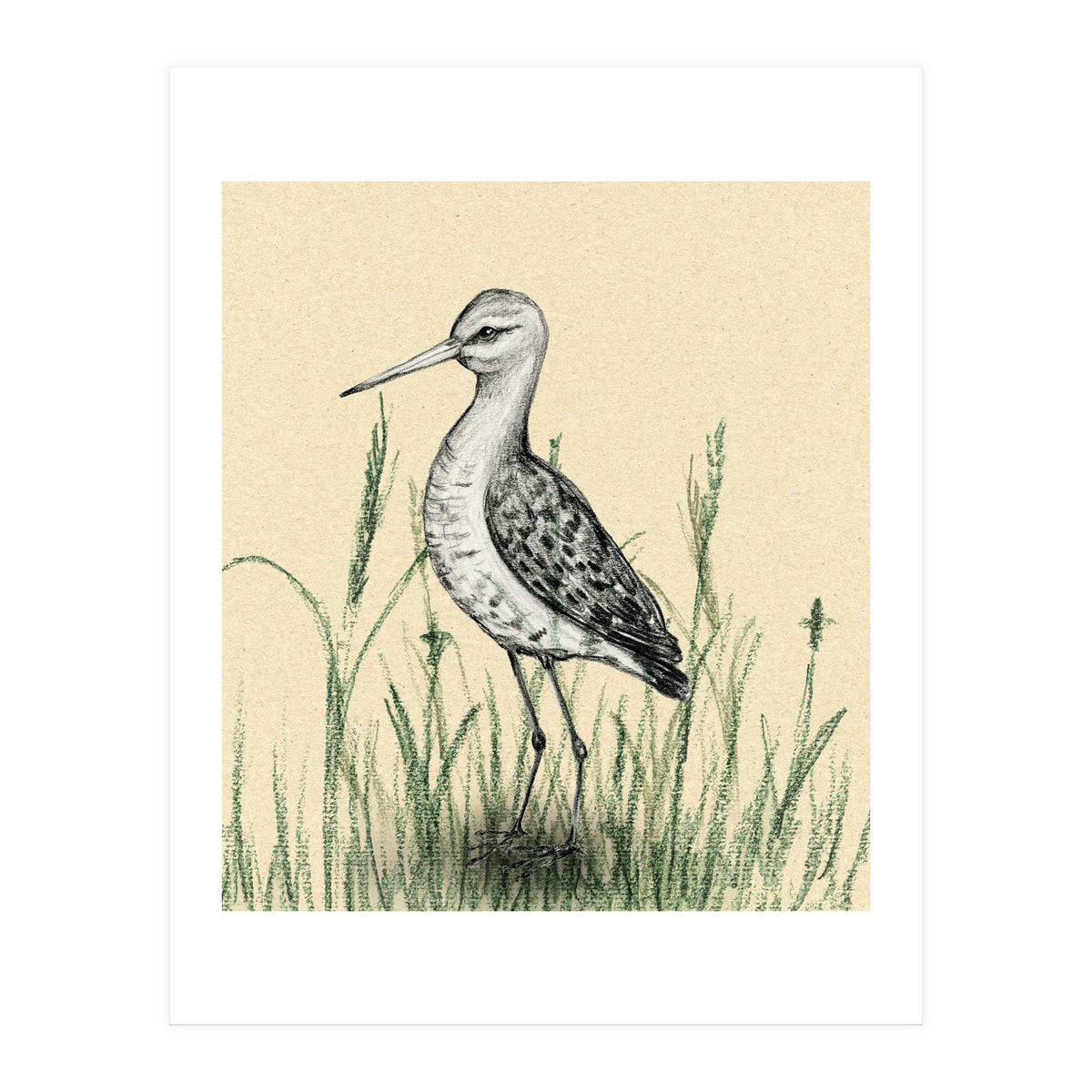 Black-tailed godwit in the grass (Print Only)