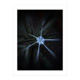 Sparkle Flower (Print Only) thumbnail