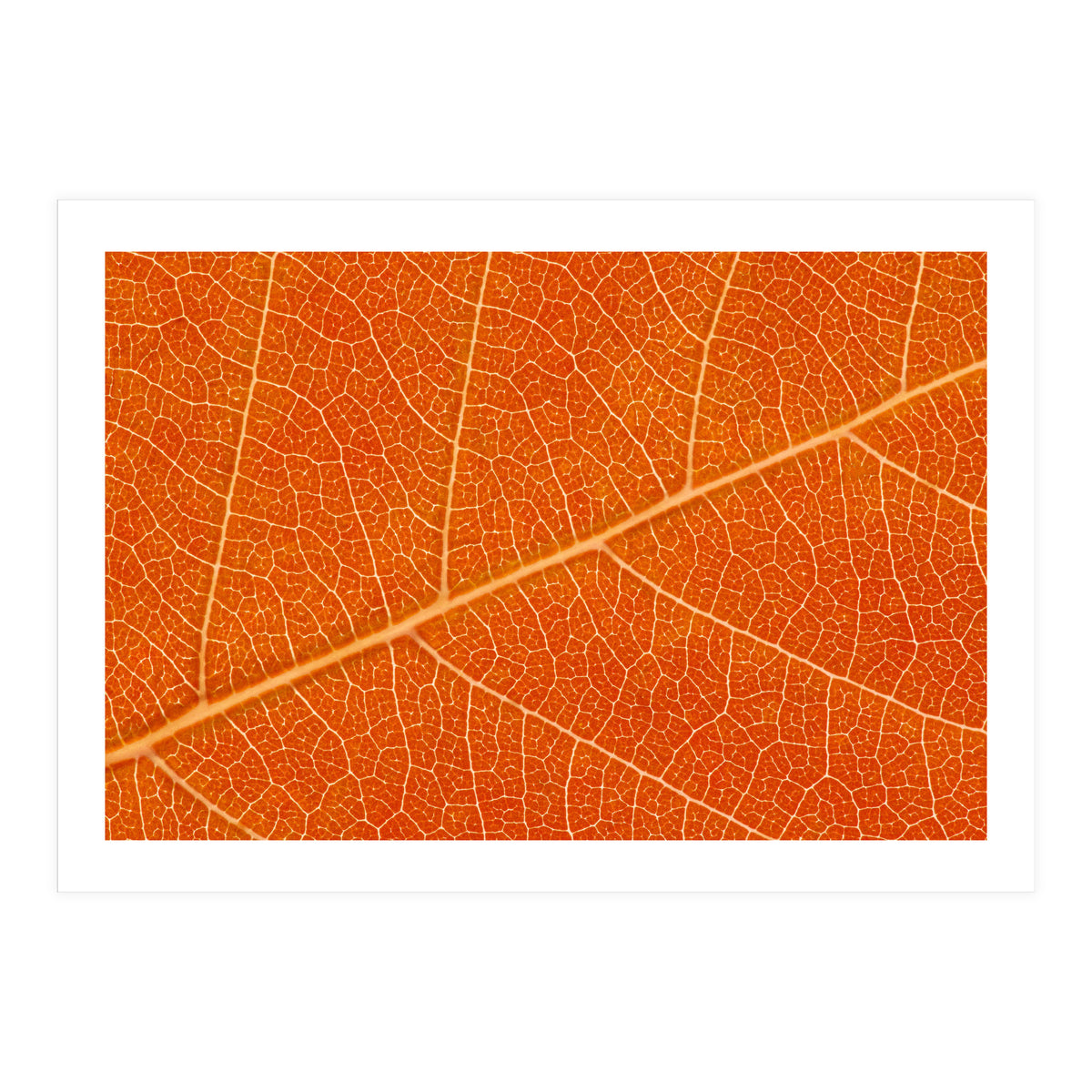 Autumn Leaf (Print Only)
