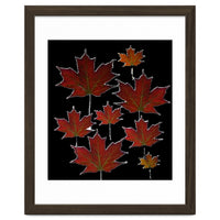 Red Autumn Leaves on Black Ground.