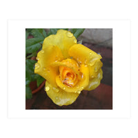 Yellow Rose with Dew Drops (Print Only)