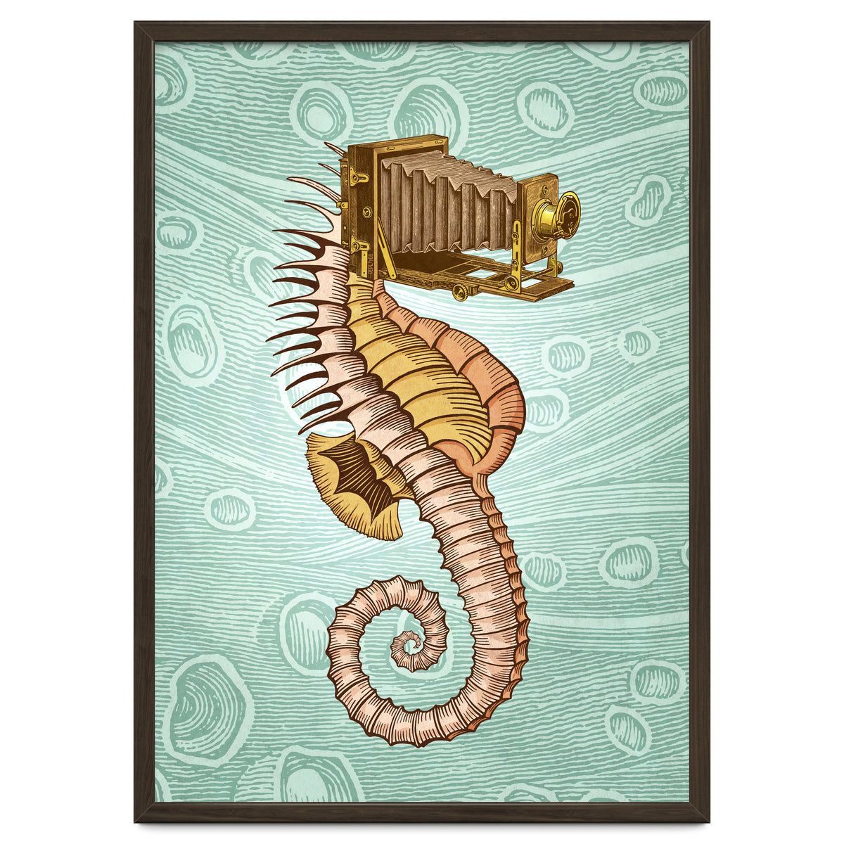 Hippocampus Camerarum