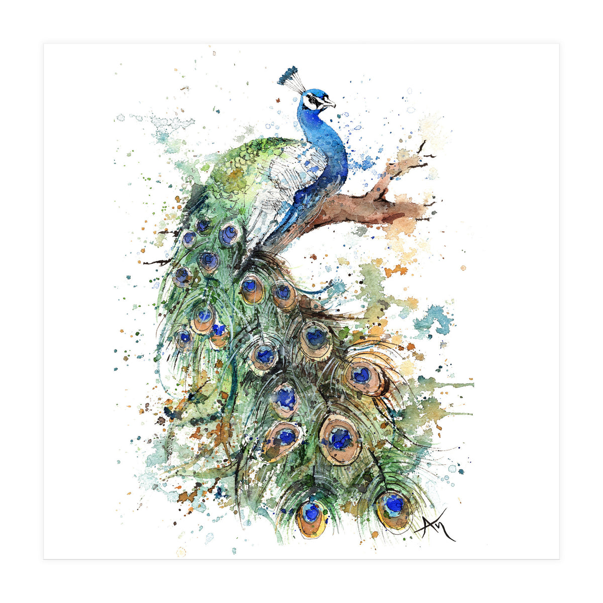 Peacock - Wildlife Collection (Print Only)