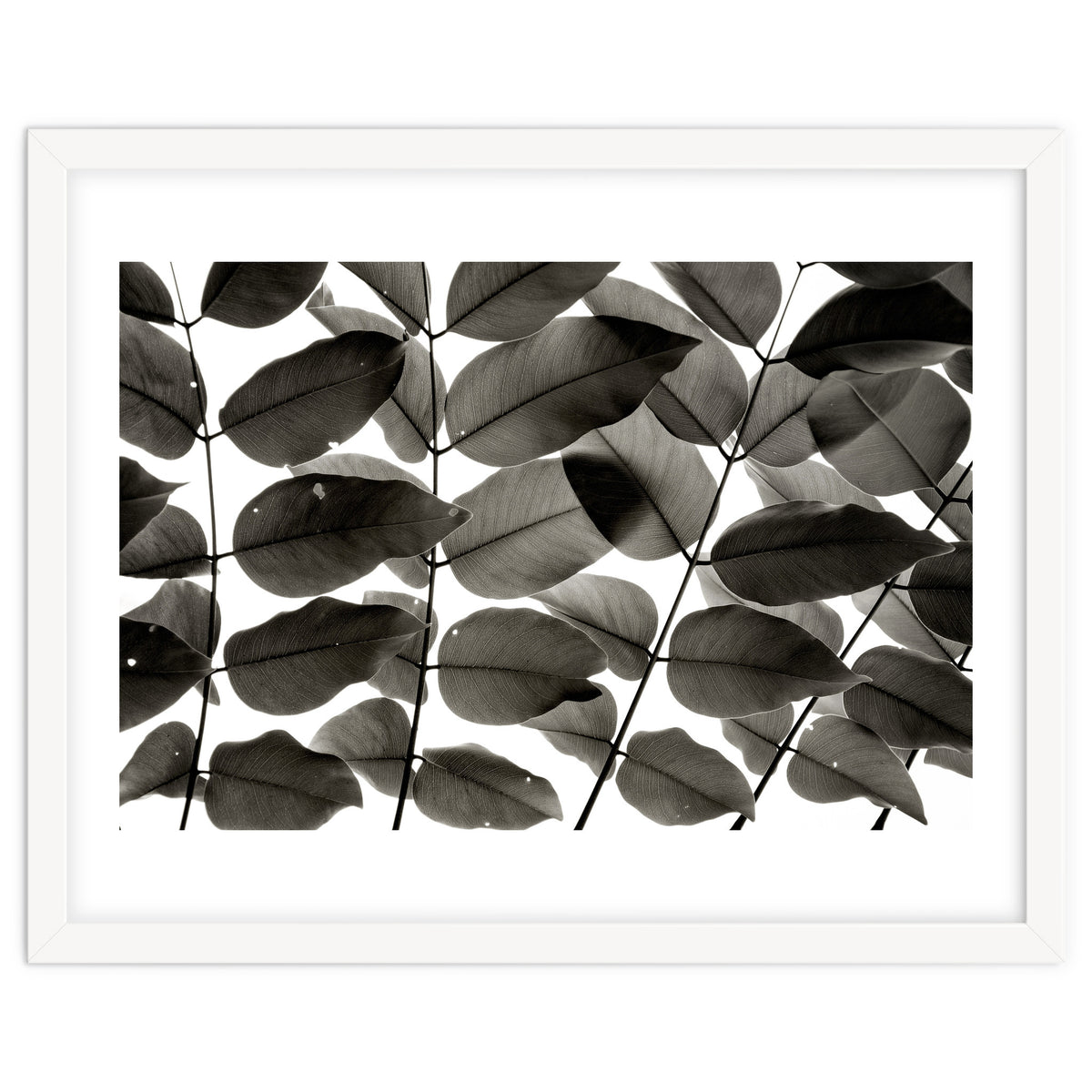 Branches and Leaves I