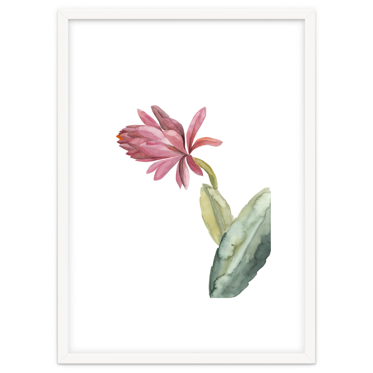 Botanical Illustration Pink Cactus Flower