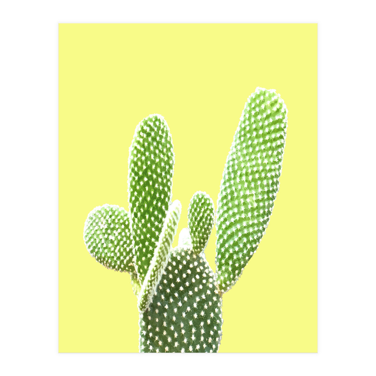 Cactus Yellow Background (Print Only)