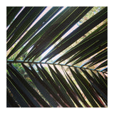 Palm leaf (Print Only) thumbnail