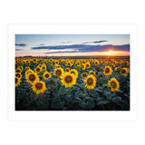 Sunflowersfield (Print Only) thumbnail