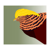Golden Pheasant Bird Art (Print Only) thumbnail