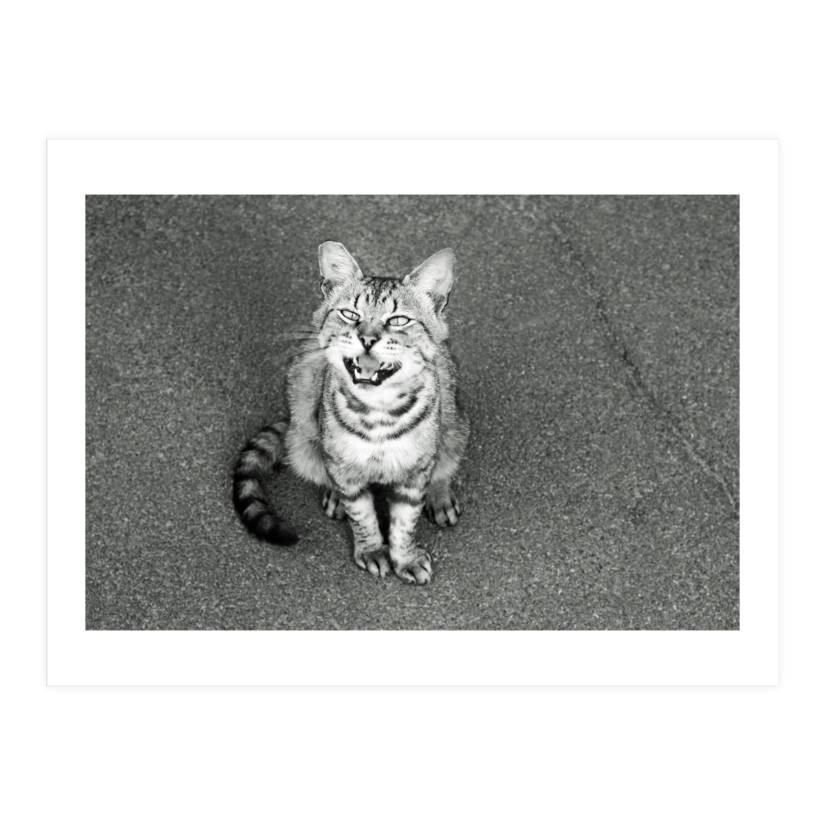 Cat (Print Only)