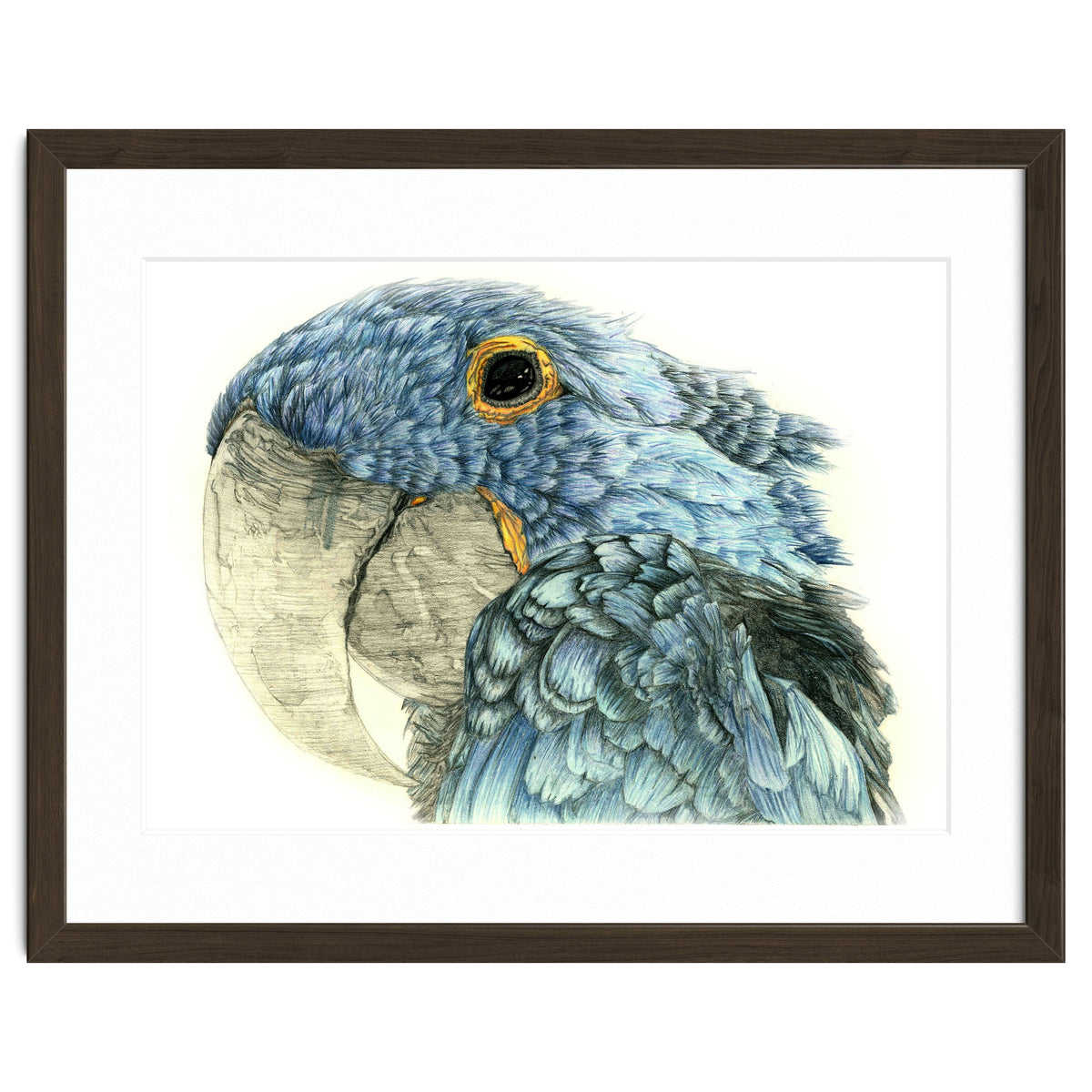 Blue Parrot