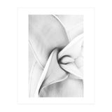 Agave plant (Print Only) thumbnail