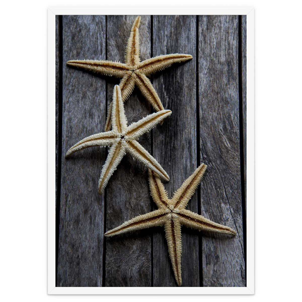 Starfishes in wooden