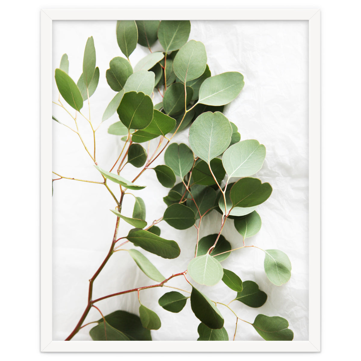 Eucalyptus