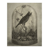 The Curiosity (Print Only) thumbnail