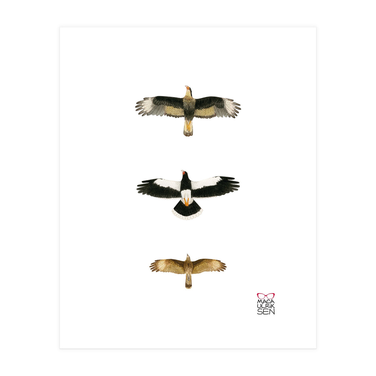 Falconidae n.2 (Print Only)