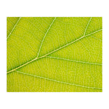 Autumn Leaf (Print Only) thumbnail