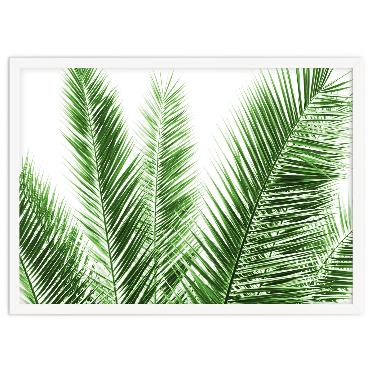 Palm Leaves