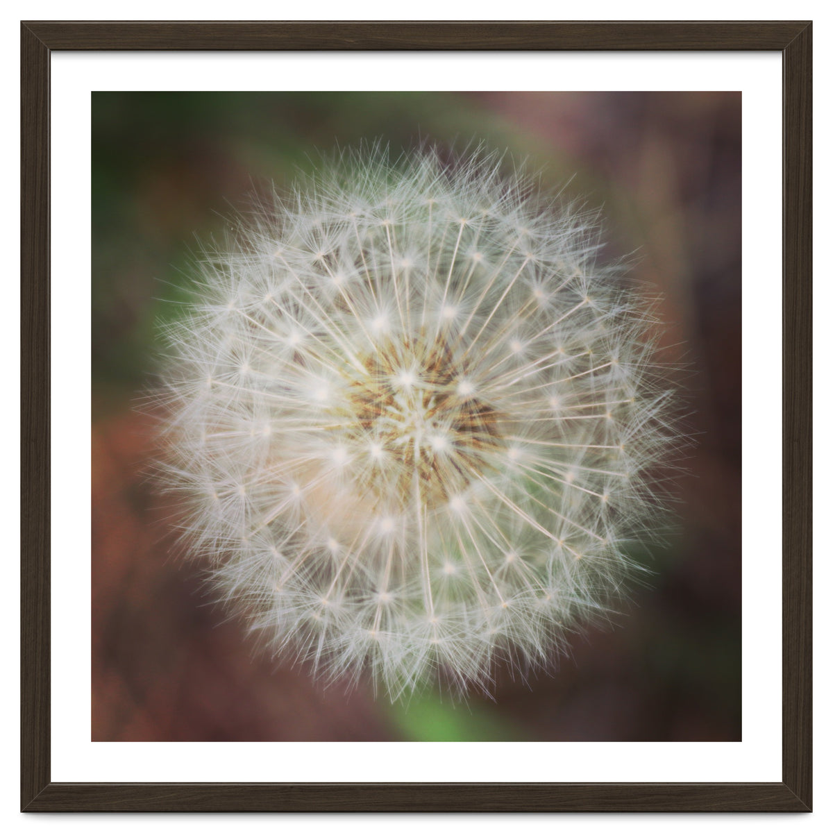 dandelion clock