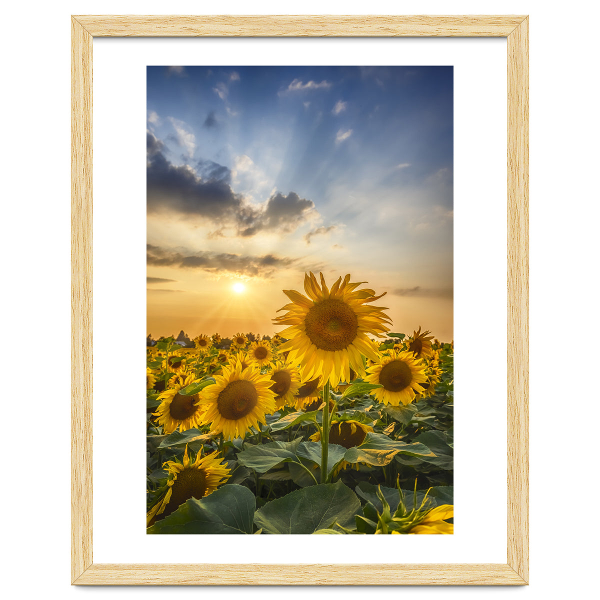 Sunflower field at sunset