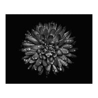 Backyard Flowers In Black And White No 45 (Print Only)