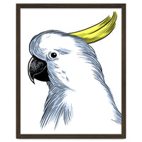 Skecth Macaw