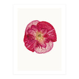 Cc Poppy 02 (Print Only) thumbnail