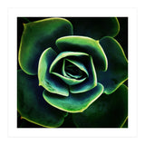 DARKSIDE OF SUCCULENTS XIV (Print Only) thumbnail