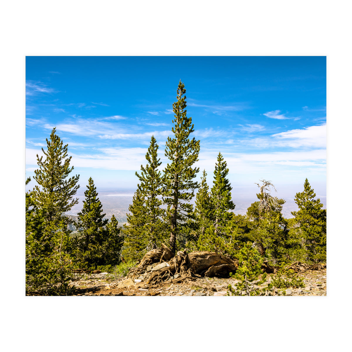 Pine Mountain (Print Only)