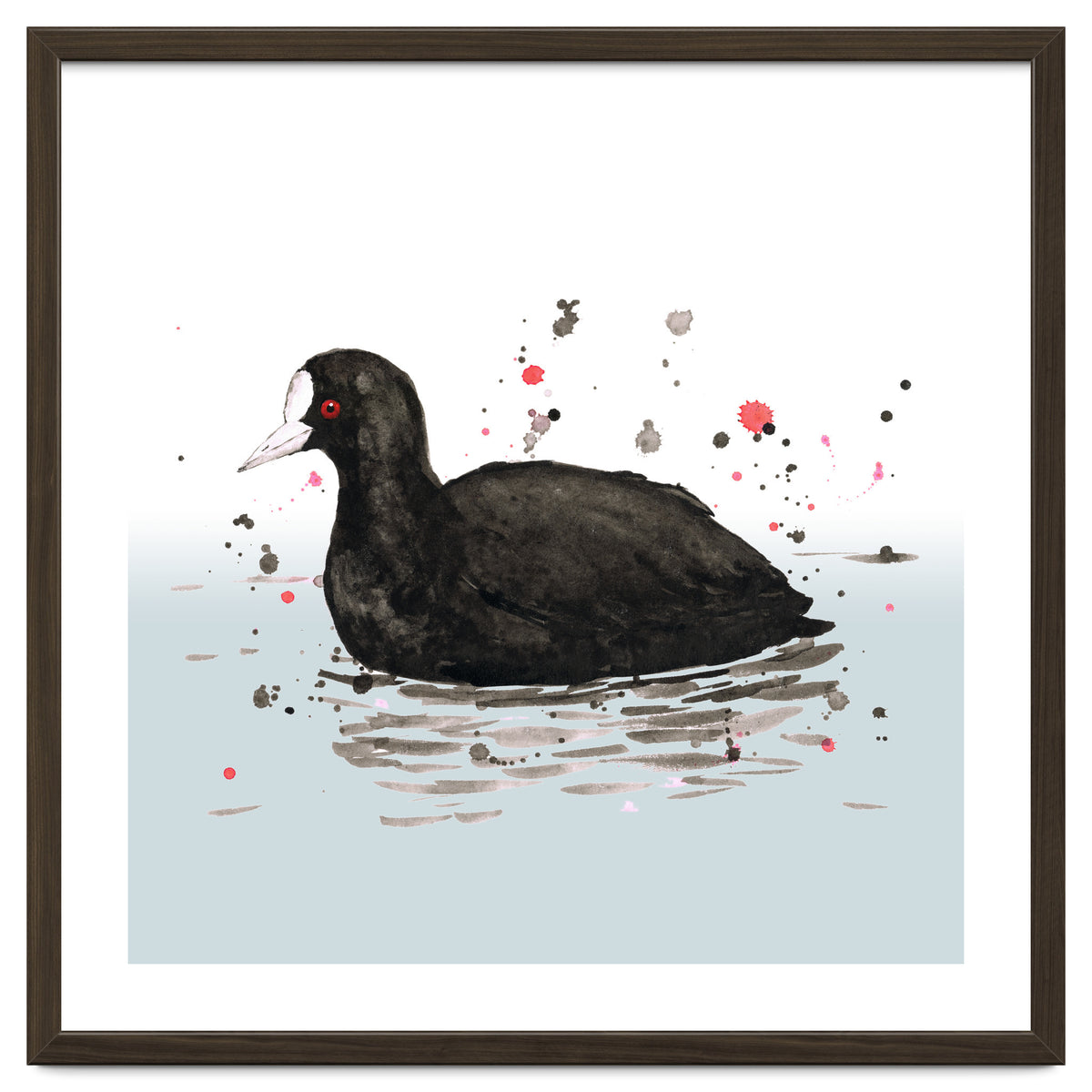 Common coot