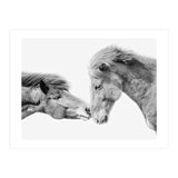 Horse Love in Iceland (Print Only) thumbnail