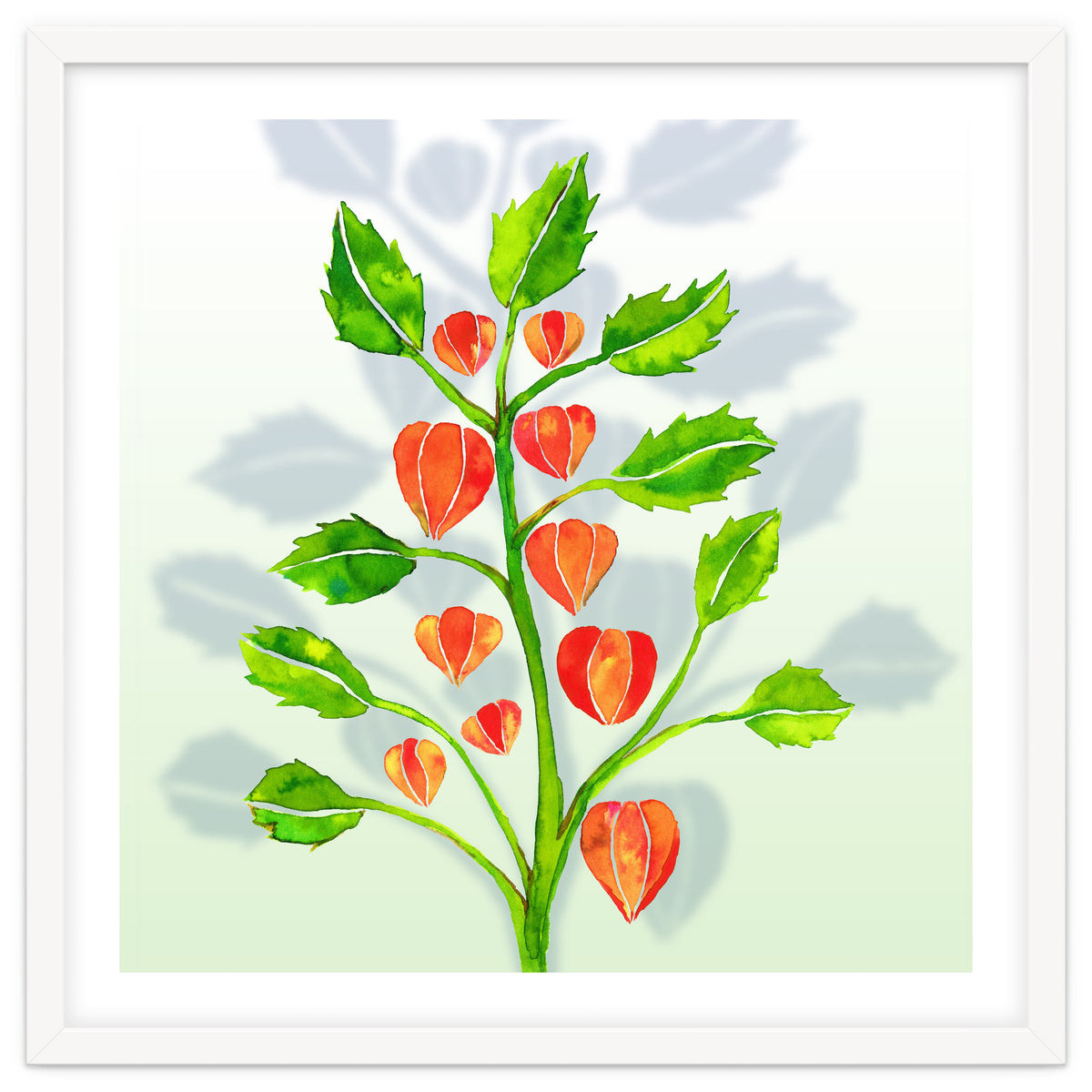 Physalis