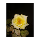 Yellow Rose (Print Only) thumbnail