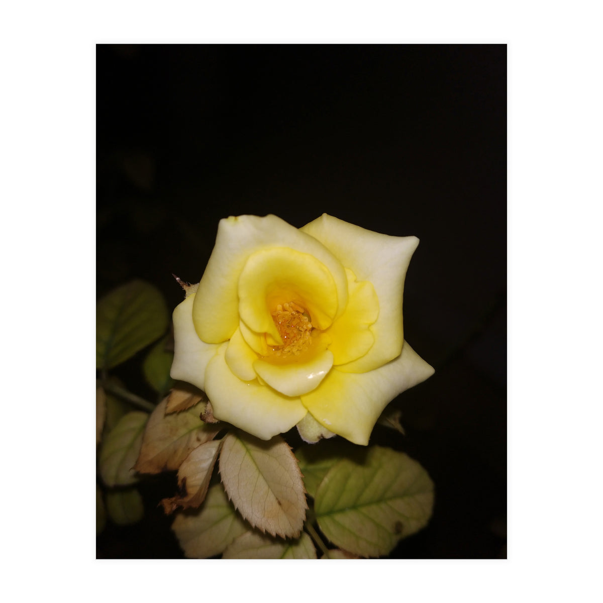 Yellow Rose (Print Only)