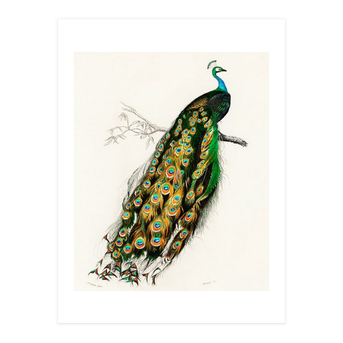 Indian peafowl illustrated (Print Only)