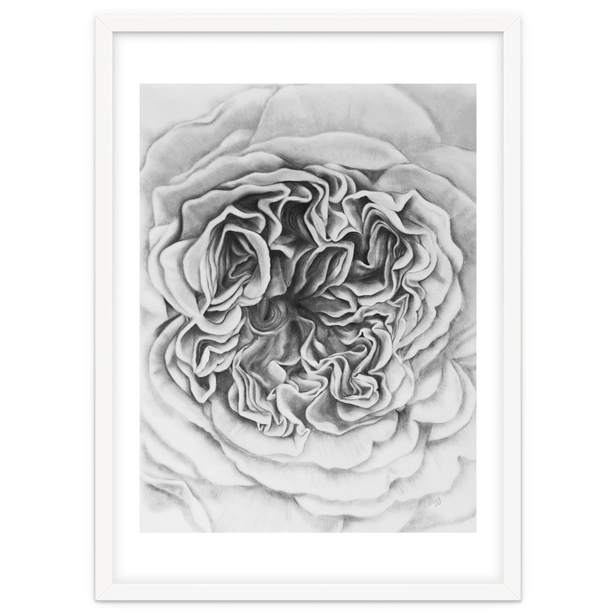 A Rose in Monochrome