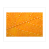Autumn Leaf (Print Only) thumbnail