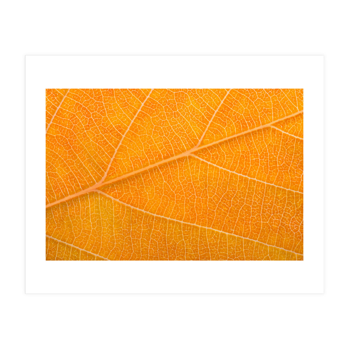 Autumn Leaf (Print Only)