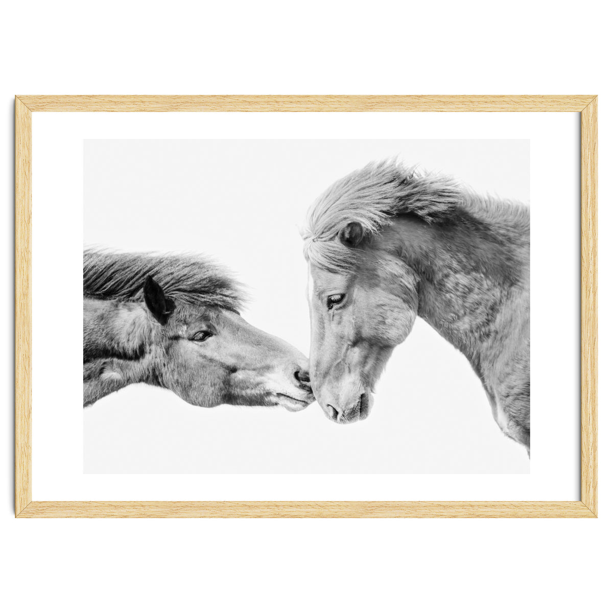 Horse Love in Iceland