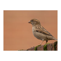 House Sparrow (Print Only)