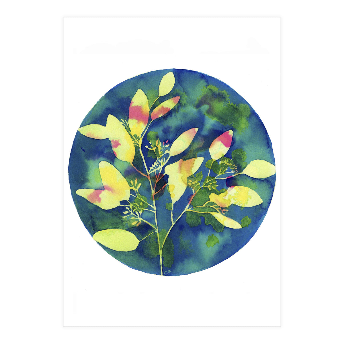 Winter Eucalyptus  (Print Only)