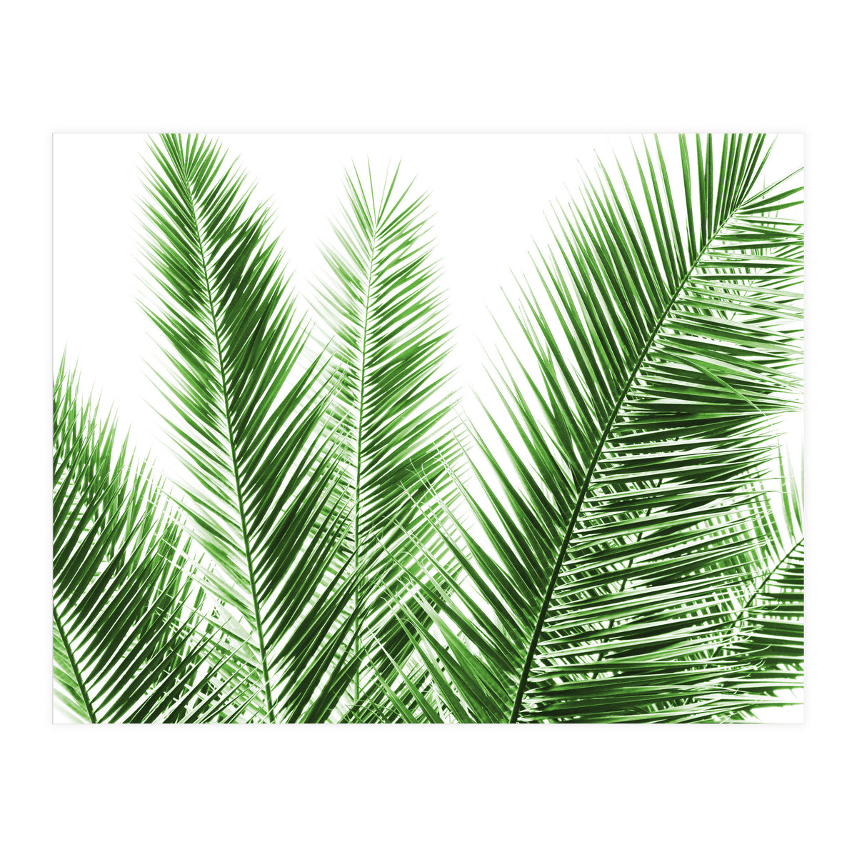 Palm Leaves (Print Only)