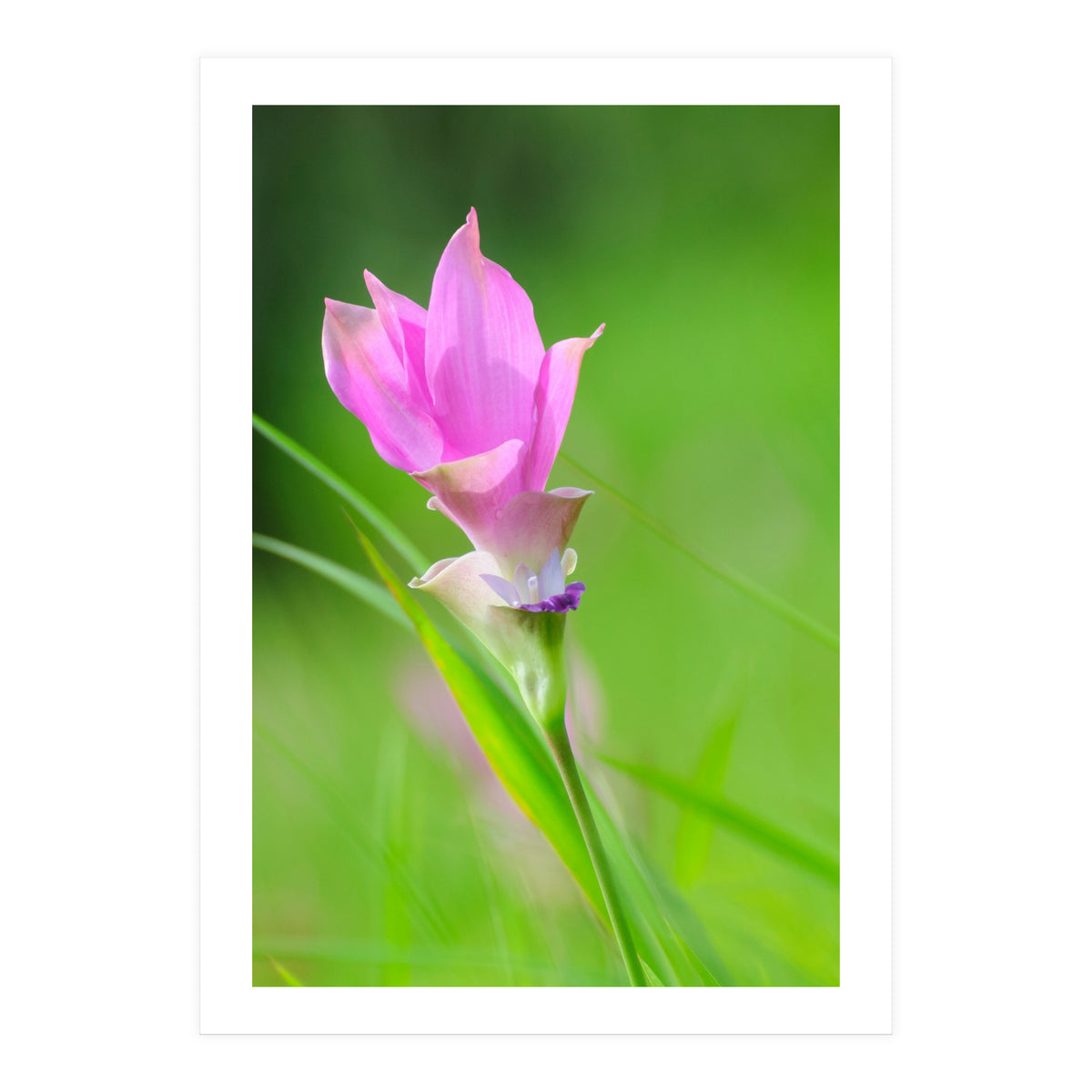 Nature 4000x6000 (12) (Print Only)