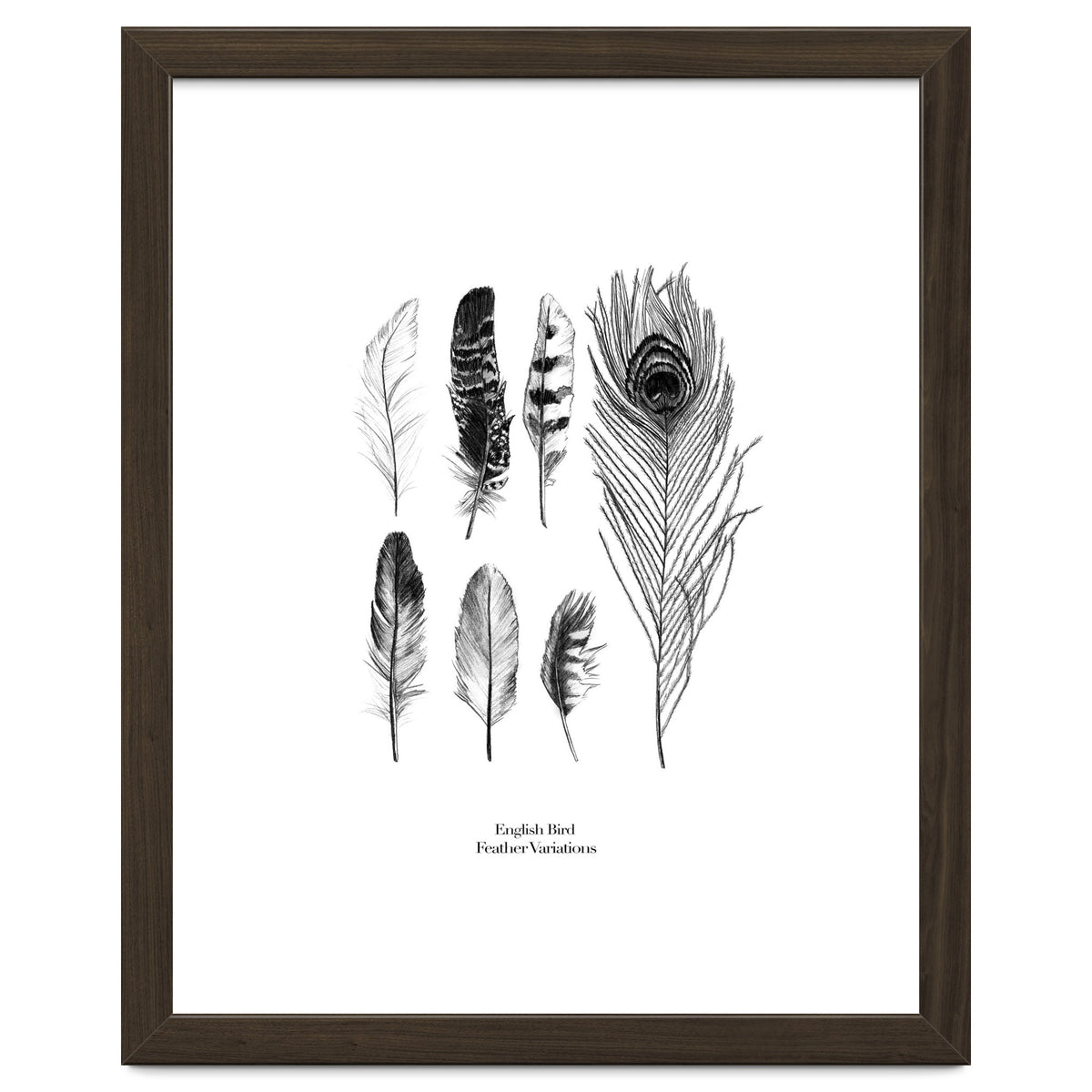 English Feather Variations